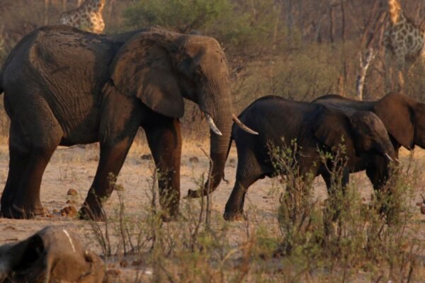 Namibia to Cull Over 700 Wild Animals, Including Elephants and Hippos, for Meat Distribution
