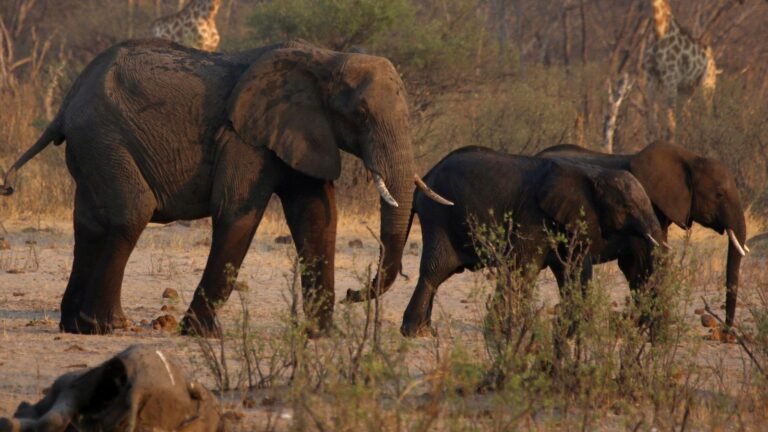 Namibia to Cull Over 700 Wild Animals, Including Elephants and Hippos, for Meat Distribution