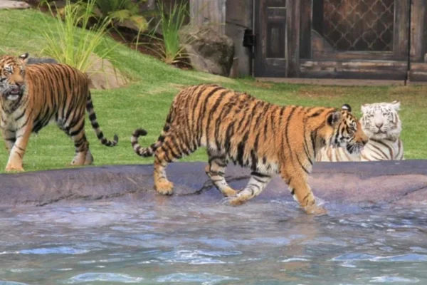Amusement Park Horror: Tiger Mauls Handler in Shocking Incident