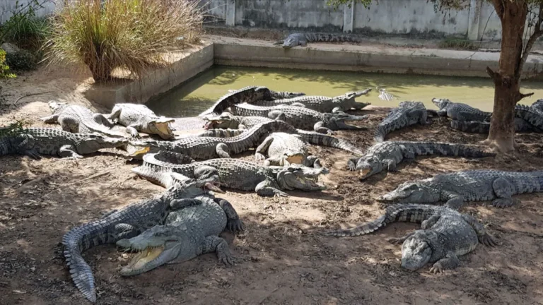 Thai Farmer Forced to Kill Endangered Crocodiles After Typhoon Destroys Enclosure