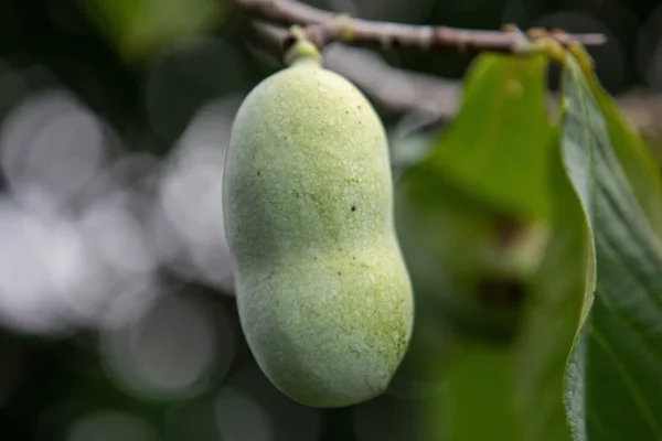 Native Fruits Like Pawpaws Face Climate Challenges