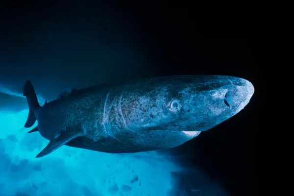 Shark Genome Mapping Could Unlock Longevity Secrets
