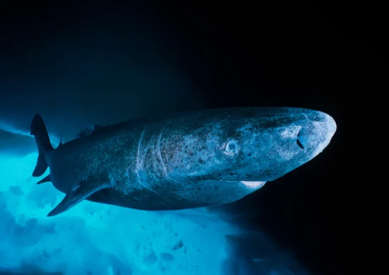 Shark Genome Mapping Could Unlock Longevity Secrets