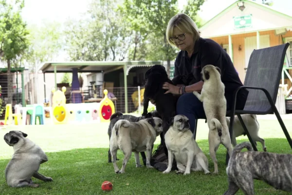 South African Woman’s Mission: Rescuing Over 2,500 Pugs