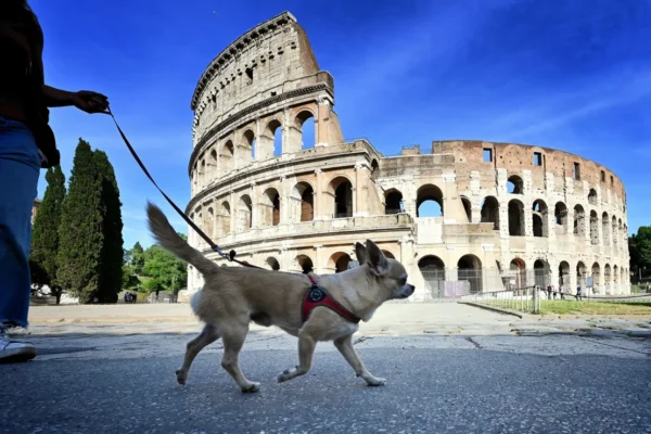 Italian Museums Introduce Free Dog-Sitting Services